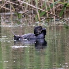 Biziura lobata (Musk Duck) at Splitters Creek, NSW - 16 Oct 2021 by KylieWaldon