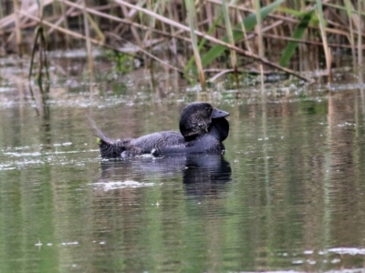 Biziura lobata (Musk Duck) at Splitters Creek, NSW - 15 Oct 2021 by KylieWaldon