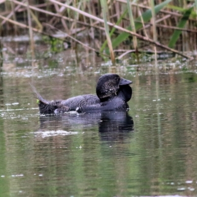 Biziura lobata (Musk Duck) at Wonga Wetlands - 15 Oct 2021 by KylieWaldon