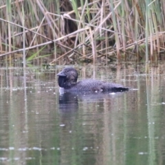 Biziura lobata (Musk Duck) at Splitters Creek, NSW - 16 Oct 2021 by KylieWaldon