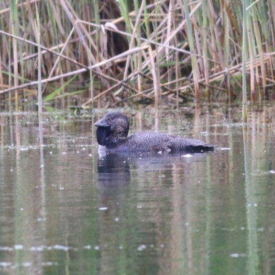 Biziura lobata (Musk Duck) at Wonga Wetlands - 15 Oct 2021 by KylieWaldon