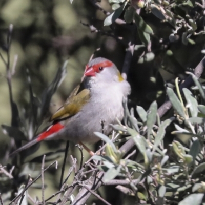 Neochmia temporalis (Red-browed Finch) at Hawker, ACT - 17 Oct 2021 by AlisonMilton