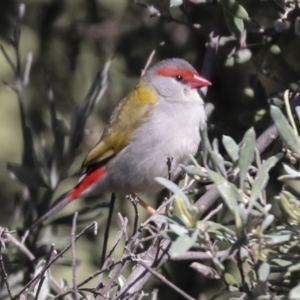 Neochmia temporalis at Hawker, ACT - 17 Oct 2021 10:25 AM