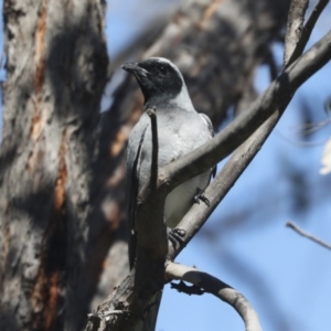 Coracina novaehollandiae at Hawker, ACT - 17 Oct 2021 10:31 AM