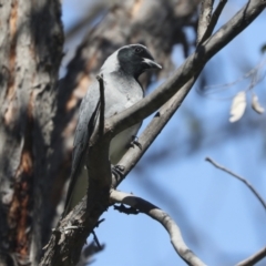 Coracina novaehollandiae at Hawker, ACT - 17 Oct 2021 10:31 AM