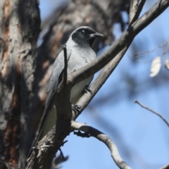 Coracina novaehollandiae at Hawker, ACT - 17 Oct 2021 10:31 AM