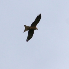 Milvus migrans (Black Kite) at Wonga Wetlands - 15 Oct 2021 by KylieWaldon