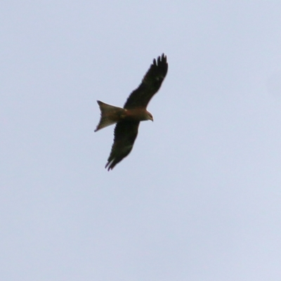 Milvus migrans (Black Kite) at Splitters Creek, NSW - 16 Oct 2021 by KylieWaldon