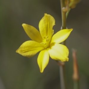 Bulbine bulbosa at Hawker, ACT - 17 Oct 2021 11:10 AM