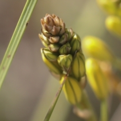 Bulbine bulbosa at Hawker, ACT - 17 Oct 2021 11:10 AM