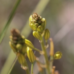 Bulbine bulbosa at Hawker, ACT - 17 Oct 2021 11:10 AM