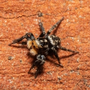 Euophryinae sp.(Undescribed) (subfamily) at Molonglo Valley, ACT - 18 Oct 2021