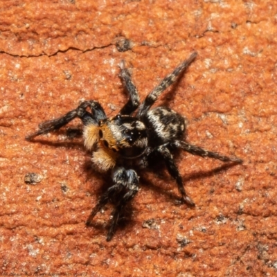Euophryinae sp.(Undescribed) (subfamily) (A jumping spider) at Black Mountain - 18 Oct 2021 by Roger