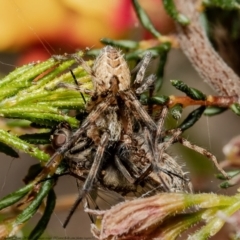Phryganoporus candidus (Foliage-webbing social spider) at Molonglo Valley, ACT - 18 Oct 2021 by Roger