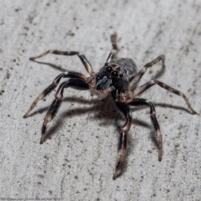 Arasia mollicoma (Flat-white Jumping Spider) at Black Mountain - 17 Oct 2021 by Roger