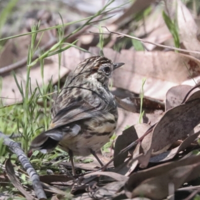 Pyrrholaemus sagittatus (Speckled Warbler) at The Pinnacle - 17 Oct 2021 by AlisonMilton