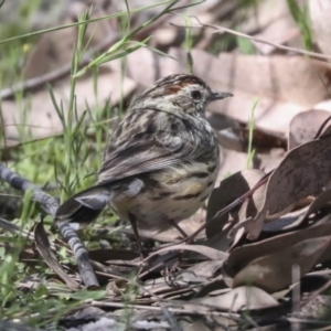 Pyrrholaemus sagittatus at Hawker, ACT - 17 Oct 2021