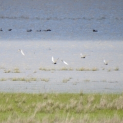 Chlidonias hybrida (Whiskered Tern) at Lake George, NSW - 16 Oct 2021 by Liam.m