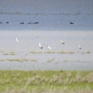 Chlidonias hybrida at Lake George, NSW - suppressed