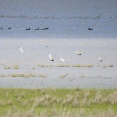 Chlidonias hybrida (Whiskered Tern) at Lake George, NSW - 16 Oct 2021 by Liam.m