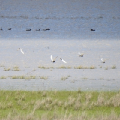 Chlidonias hybrida (Whiskered Tern) at Lake George, NSW - 16 Oct 2021 by Liam.m