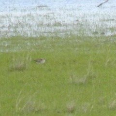 Calidris ruficollis (Red-necked Stint) at Lake George, NSW - 16 Oct 2021 by Liam.m