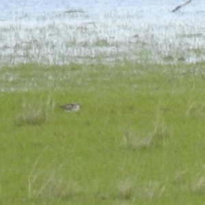 Calidris ruficollis at Lake George, NSW - 16 Oct 2021