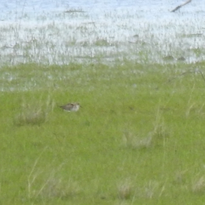 Calidris ruficollis (Red-necked Stint) at QPRC LGA - 16 Oct 2021 by Liam.m