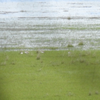 Anarhynchus ruficapillus (Red-capped Plover) at Lake George, NSW - 16 Oct 2021 by Liam.m