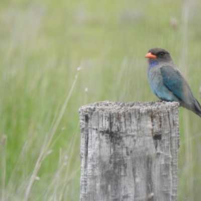 Eurystomus orientalis (Dollarbird) at Lake George, NSW - 16 Oct 2021 by Liam.m