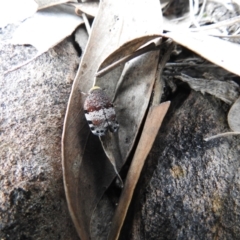 Platybrachys decemmacula (Green-faced gum hopper) at Cuumbeun Nature Reserve - 11 Oct 2021 by Liam.m