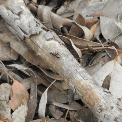 Dolichoderus sp. (genus) (A dolly ant) at Carwoola, NSW - 12 Oct 2021 by Liam.m