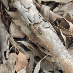 Dolichoderus sp. (genus) at Carwoola, NSW - 12 Oct 2021