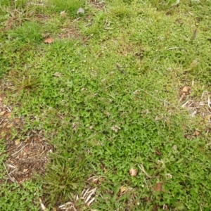 Capsella bursa-pastoris at Carwoola, NSW - 12 Oct 2021