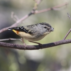 Pardalotus punctatus (Spotted Pardalote) at The Pinnacle - 17 Oct 2021 by AlisonMilton