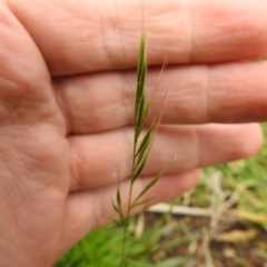 Vulpia bromoides (Squirrel-tail Fescue, Hair Grass) at Carwoola, NSW - 12 Oct 2021 by Liam.m