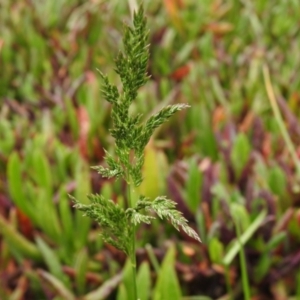 Poa bulbosa at Carwoola, NSW - suppressed