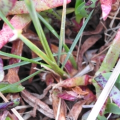 Poa bulbosa at Carwoola, NSW - suppressed