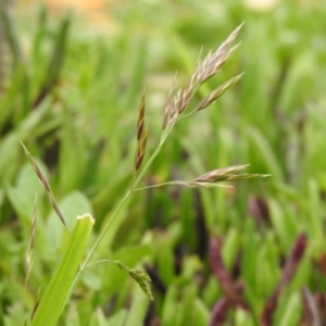 Bromus catharticus at Carwoola, NSW - 12 Oct 2021