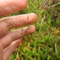 Austrostipa sp. (A Corkscrew Grass) at Carwoola, NSW - 12 Oct 2021 by Liam.m