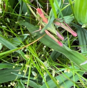 Perala viridis at Murrumbateman, NSW - 18 Oct 2021