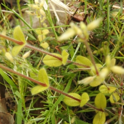 Cerastium glomeratum (Sticky Mouse-ear Chickweed) at Carwoola, NSW - 12 Oct 2021 by Liam.m