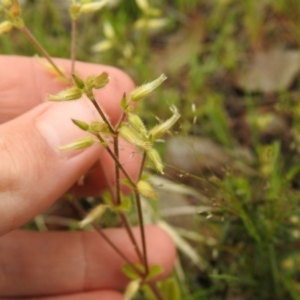 Cerastium glomeratum at Carwoola, NSW - suppressed