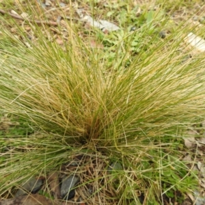 Nassella trichotoma at Carwoola, NSW - suppressed