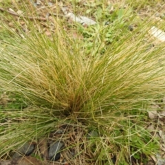 Nassella trichotoma (Serrated Tussock) at Carwoola, NSW - 12 Oct 2021 by Liam.m