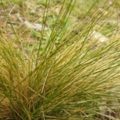 Nassella trichotoma at Carwoola, NSW - suppressed