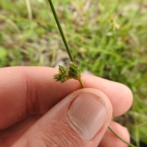 Carex inversa at Carwoola, NSW - 12 Oct 2021