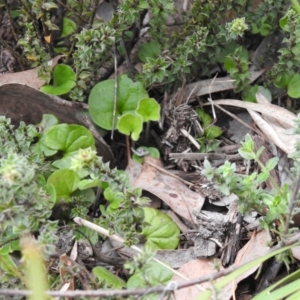 Viola sp. at Carwoola, NSW - suppressed