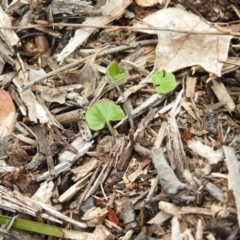 Viola sp. at Carwoola, NSW - suppressed