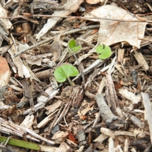 Viola sp. at Carwoola, NSW - suppressed